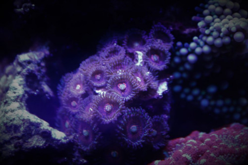 Zoa 1.jpg