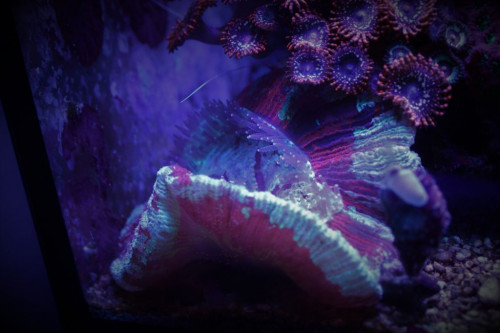 Trachophyllia.jpg