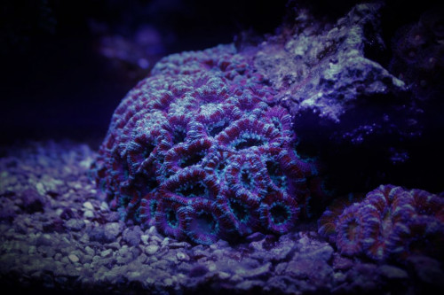 Acan 5.jpg