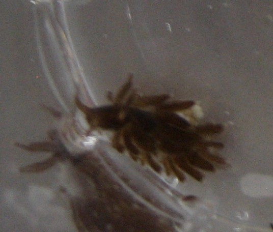 snegl1.jpg