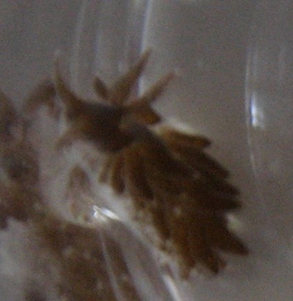 snegl2.jpg