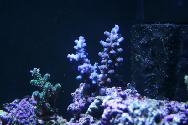 Acropora