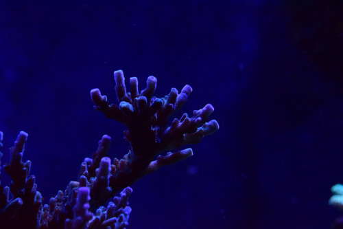Acropora gren.JPG