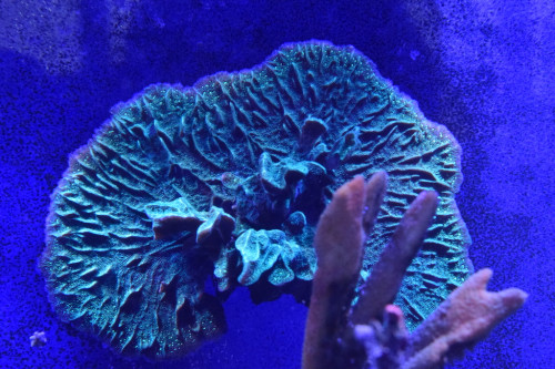 encrusting3.JPG
