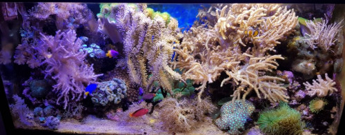 FTS