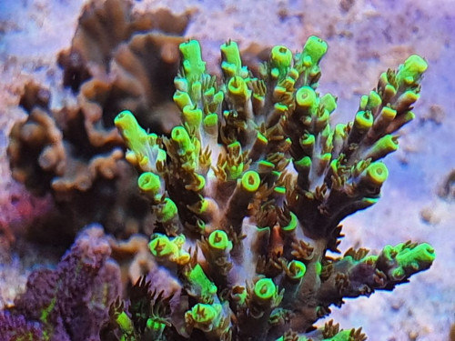 Acropora Aculeus/ aussie bottlebrush
