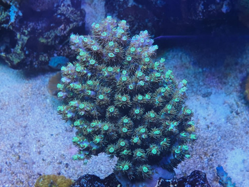 Acropora Aculeus