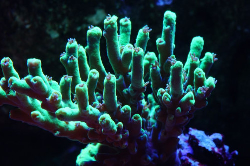 Acropora Pikachu