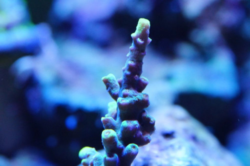 Acropora med gule vækstspidser