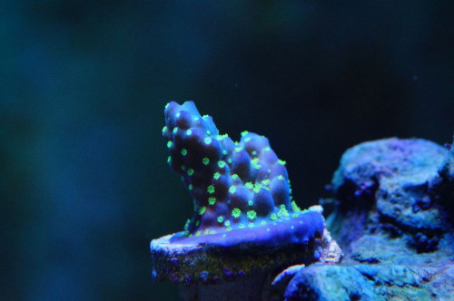 Blueberry Fields Acropora