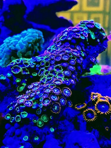 87C323FD-0589-4F1E-A526-69BD970B2338.jpeg