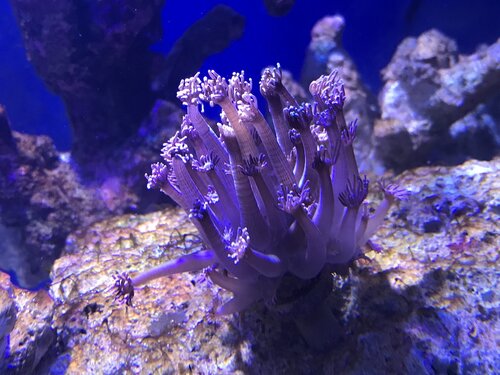 Nye bolcherIMG_7754.jpeg