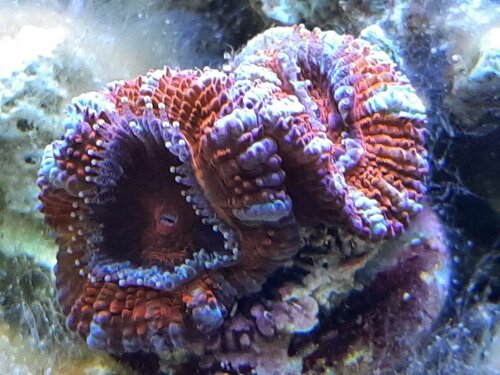 Acan