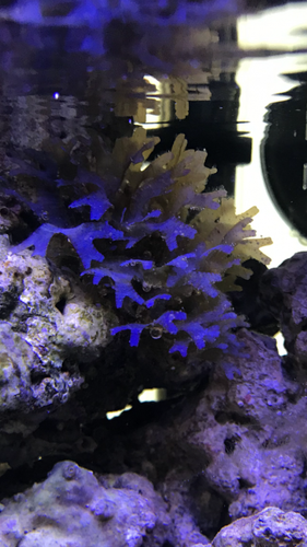 ADA 60p og alge/tang typer
