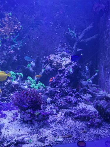 Rescape 3.jpg