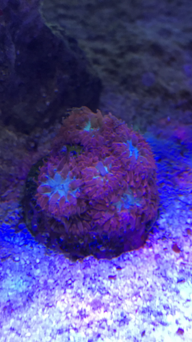 ADA 60p og alge/tang typer