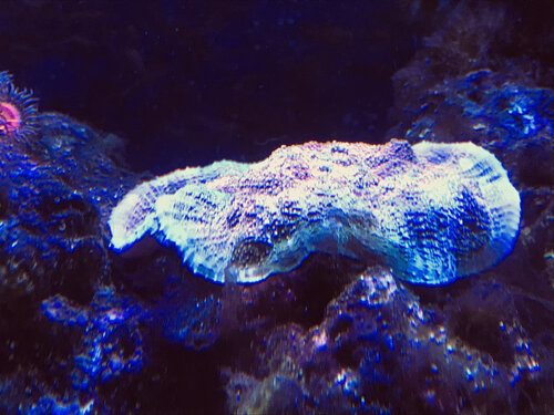 IMG_8390.jpeg