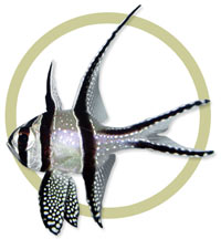 Pterapogon kauderni.jpg
