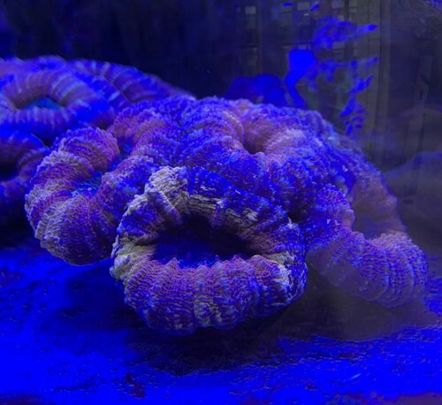 Lobophyllia 1
