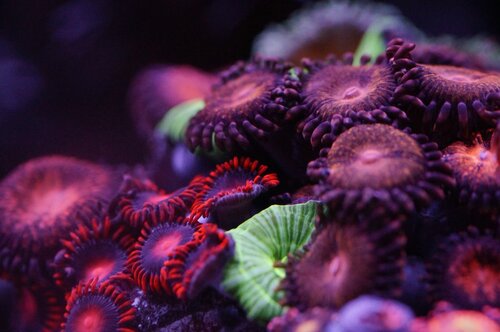 Zoa garden
