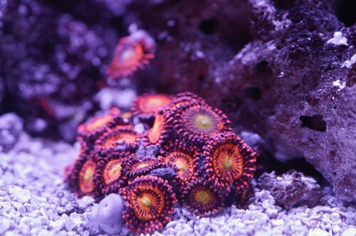 Zoa garden 2