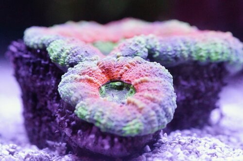 Ukendt coral