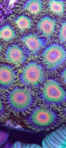 zoa.jpg