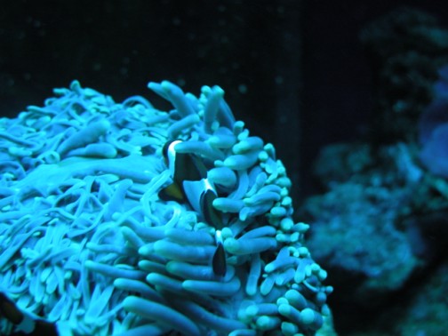 Klovne i anemone