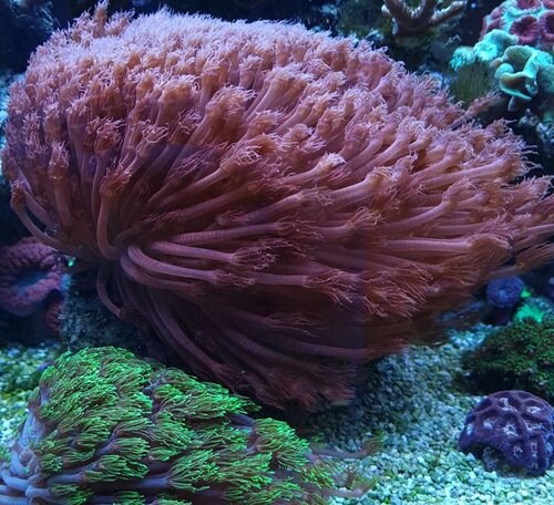 Goniopora