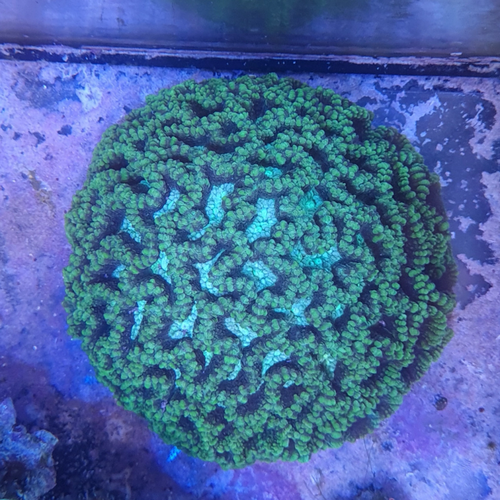 Oulophyllia