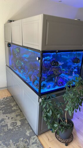 The reef