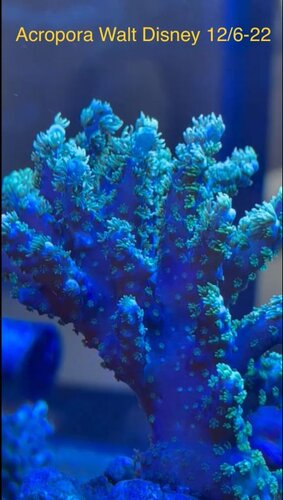 Acropora walt Disney buy