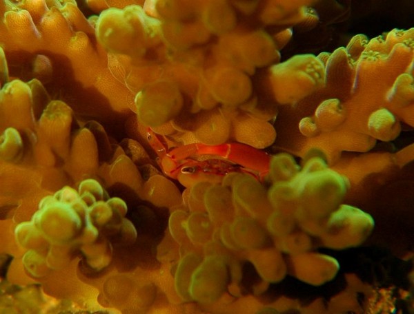 Tetralia cavimana  1 cm