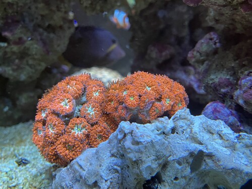 happy coral