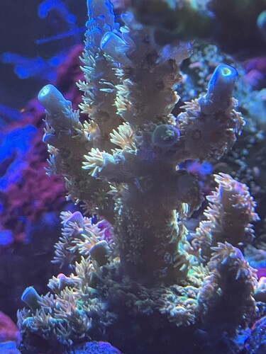 Acropora walt Disney