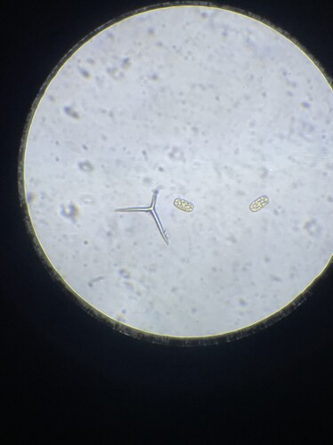 Microscopes 01