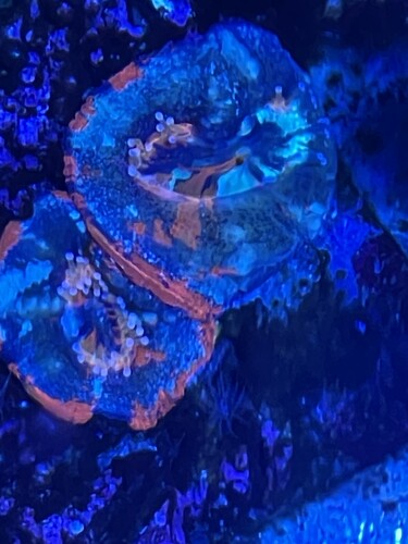 Coral 01