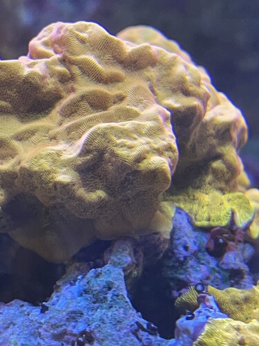 Coral 01