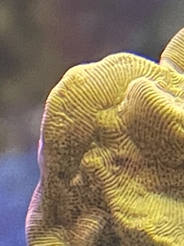 Coral 02