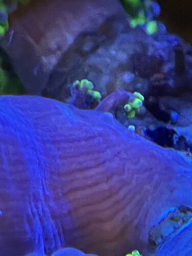 New grow
