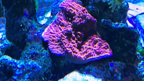 IMG_1706.JPG
