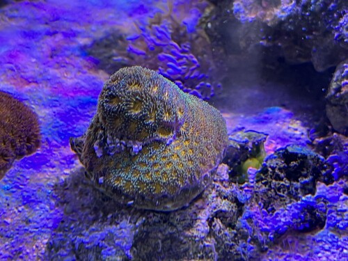 IMG_1929.jpeg