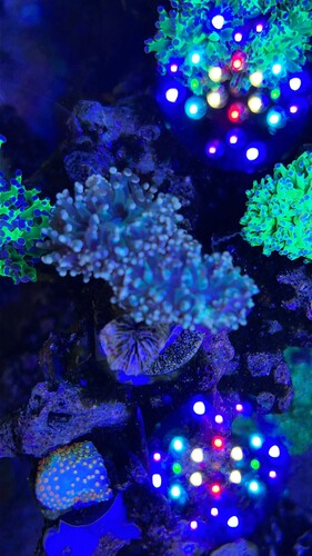 IMG_2114.jpeg