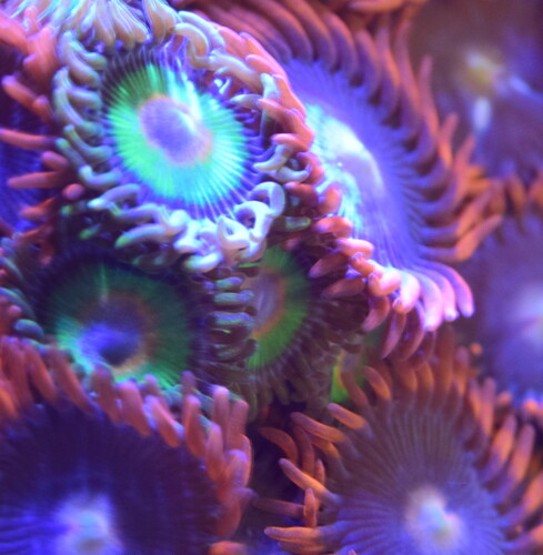 Zoas.JPG