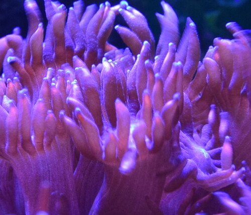 Gonipora polypper. RØD.JPG