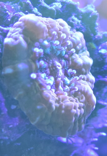 Baby homophyllia.JPG