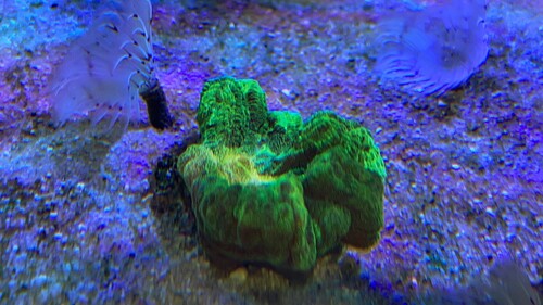 IMG_2347.jpeg