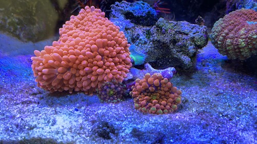 IMG_2349.jpeg