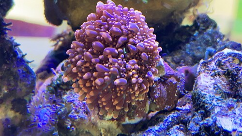 IMG_2350.jpeg