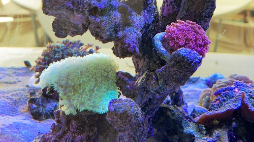 IMG_2353.jpeg
